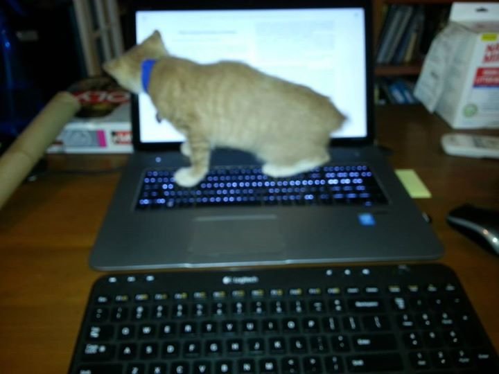David Hemphill's album, Chloe working on her doctorate