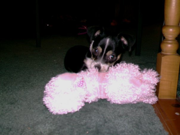 Jane Mokma's album, My puppy, Diego, and my mobile home!