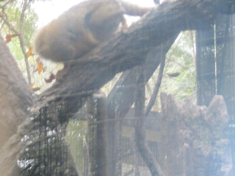 Deborah Moyer's album, Delana Goes to the Zoo