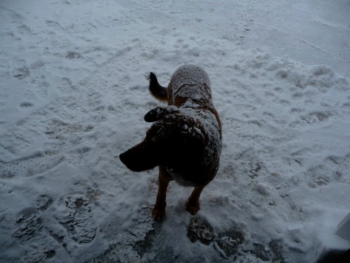 Daniel Czelatdko's album, Winter Storm Two 2011