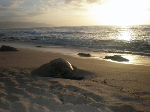 Loreta Ciantar's album, Hawai'i!