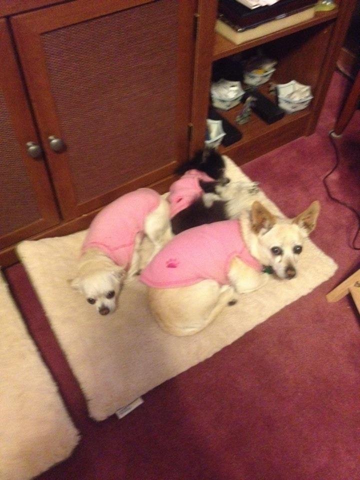 Kathy Schutte's album, Mobile Uploads