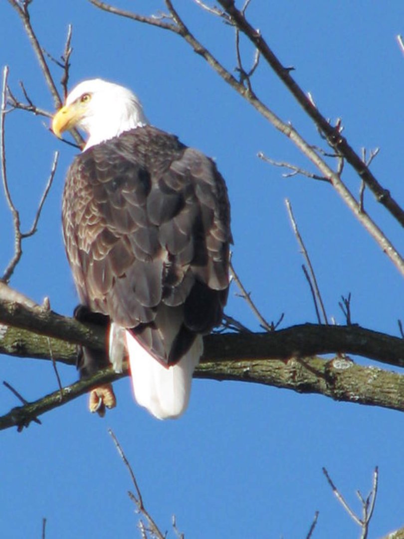 Joan Rainwater's album, The Bald Eagles of NW Arkansas