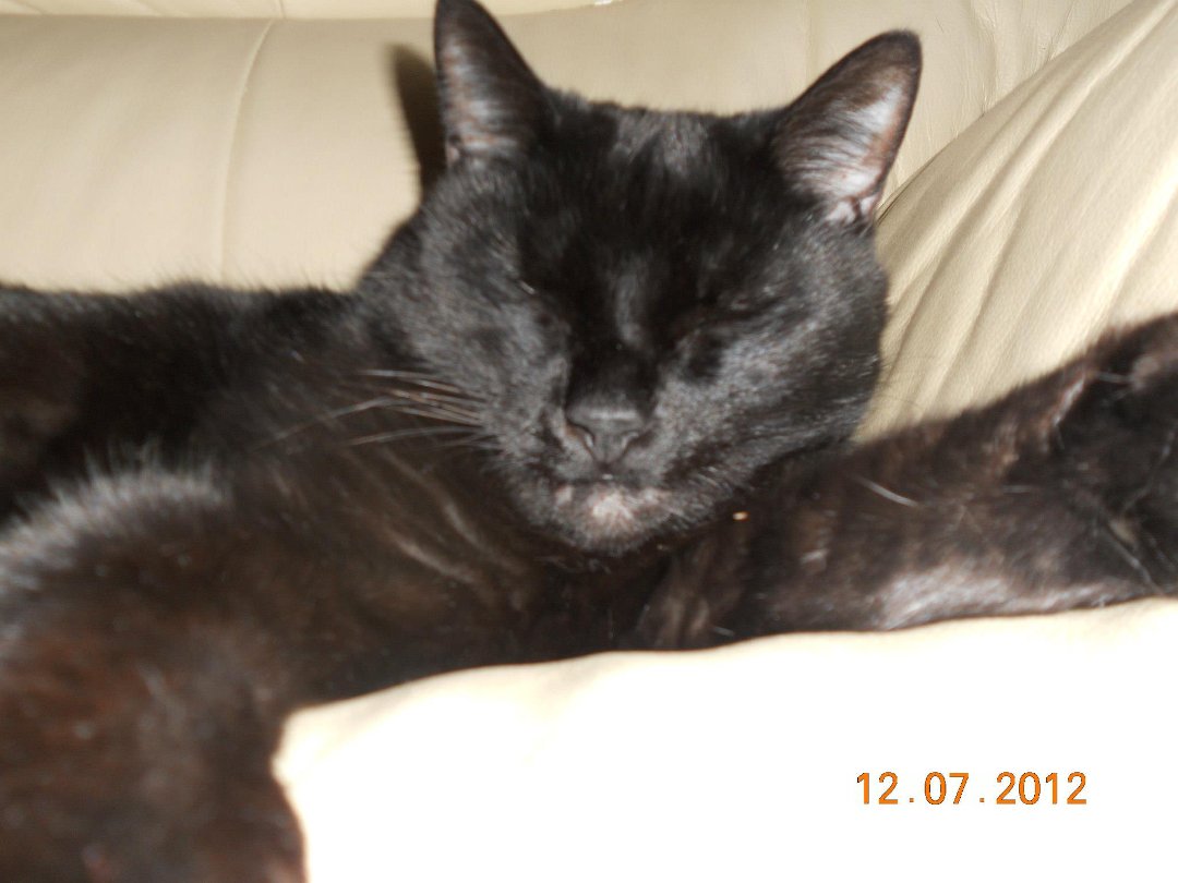 Ellen Hall's album, Our Pets