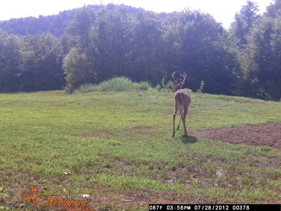 Todd Brouillard's album, Deer Camera