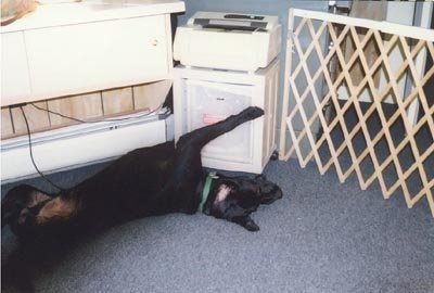 Terry Moses' album, Doggies