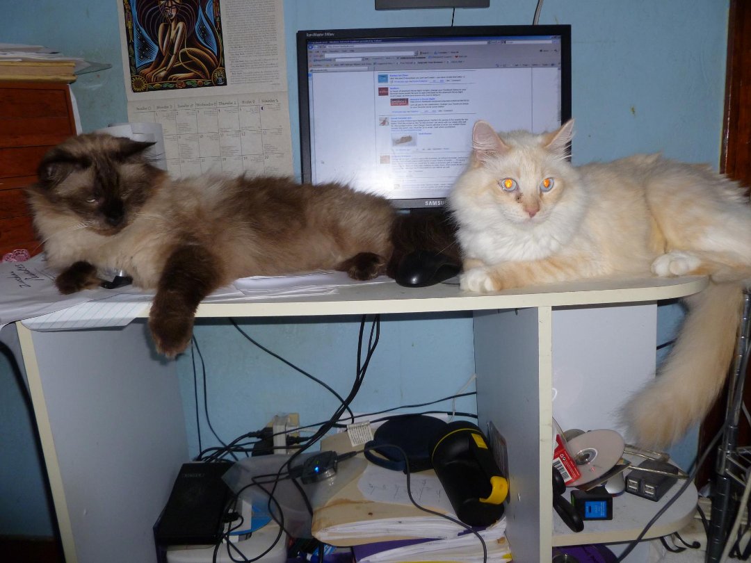 Heather Filipiak's album, Cats Helping at The Computer