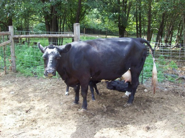 Alice Hamm's album, the REAL farm