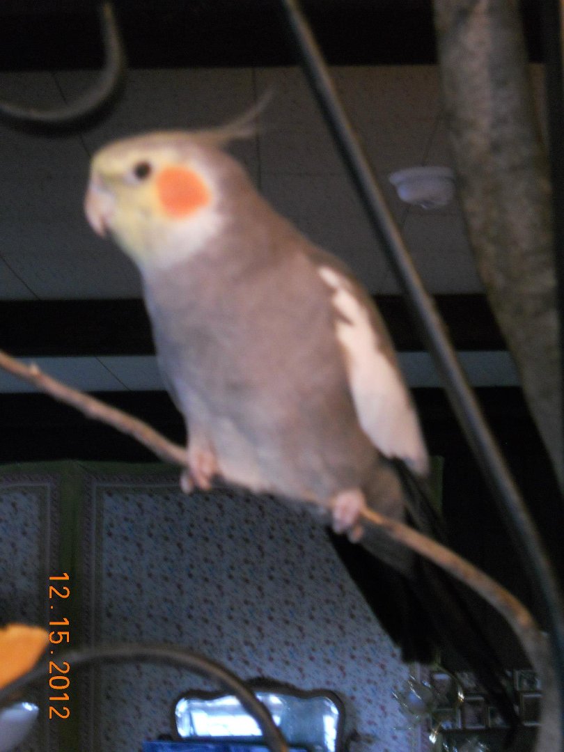 Ellen Hall's album, Our Pets