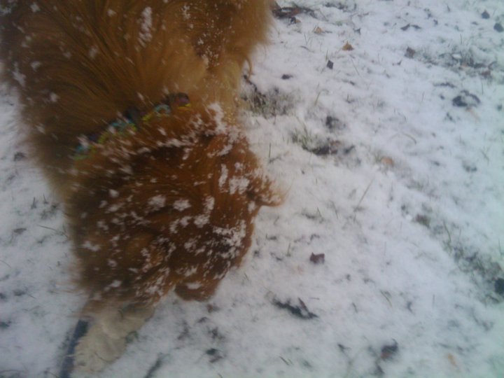 Jerri Andreasen's album, Snow day with Sammy