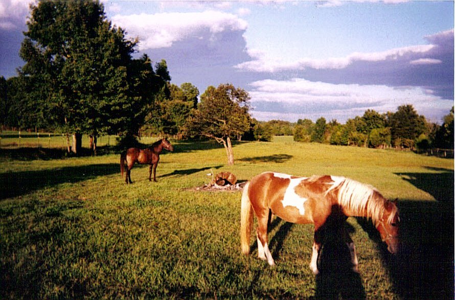 Sandy Ferguson's album, back yard entertainment