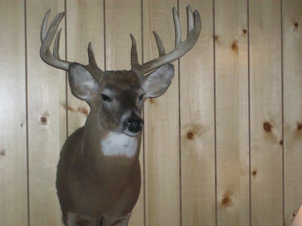 Daniel Garza's album, buck!
