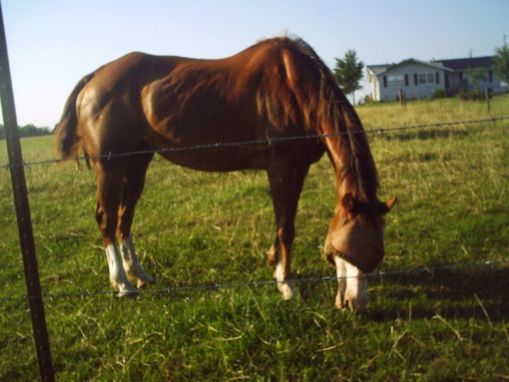 James Howe's album, horses