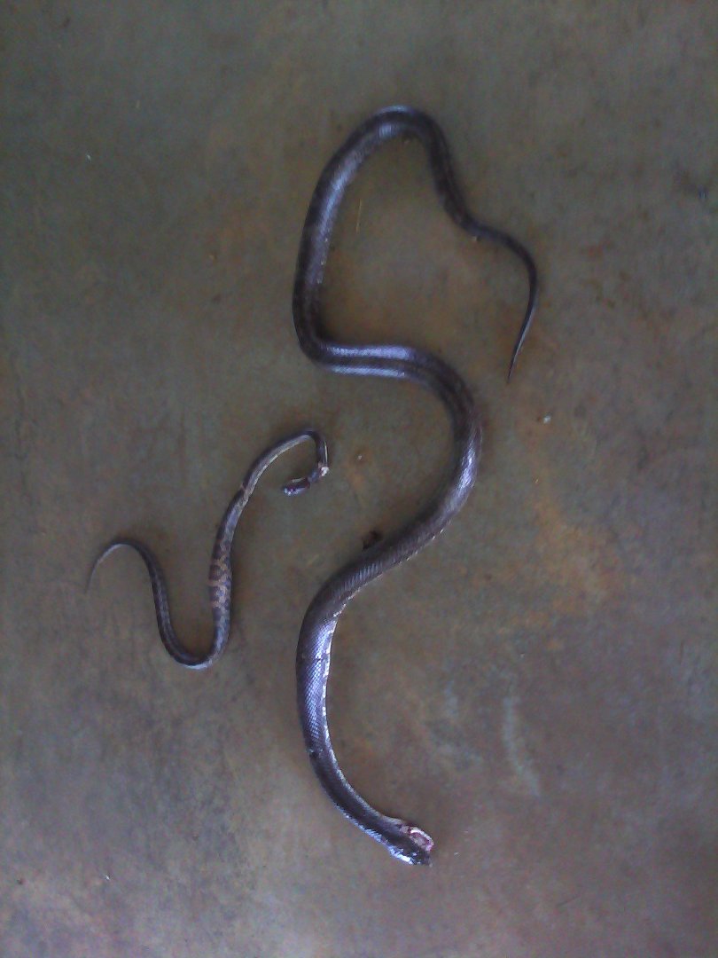 Tammy Anderson's album, Mobile Uploads