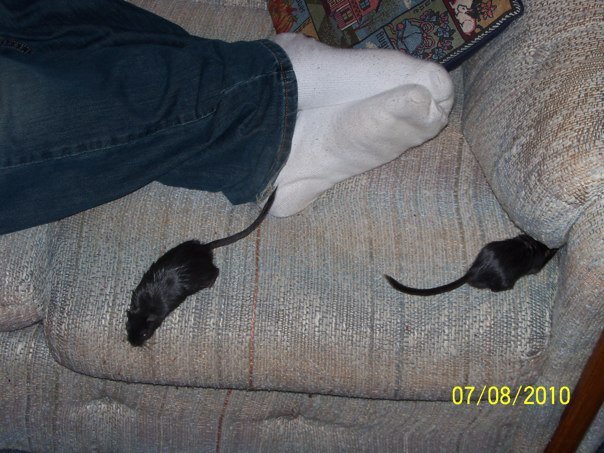 Lisa Risvold's album, Travis_Gerbils