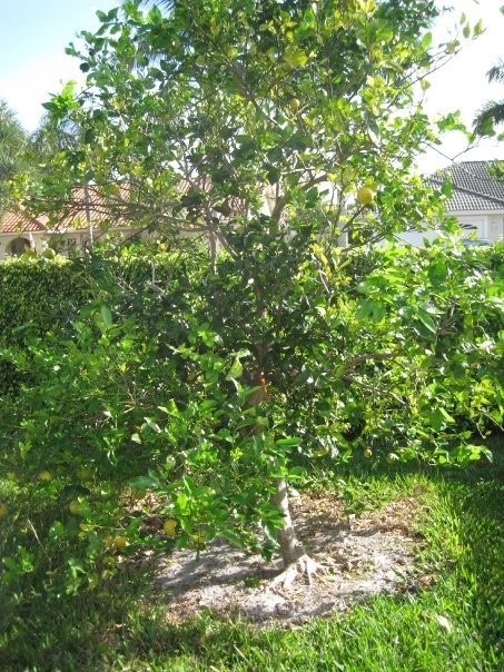 Aristea Lucido's album, my real garden
