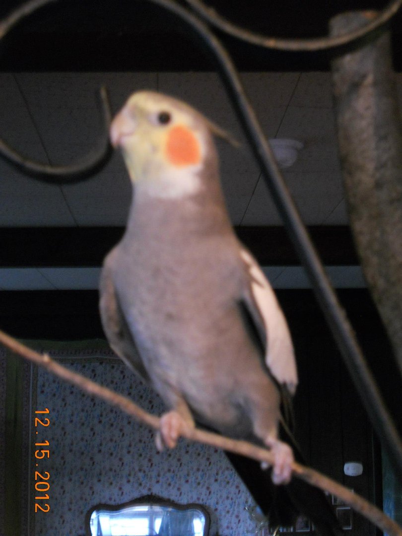 Ellen Hall's album, Our Pets