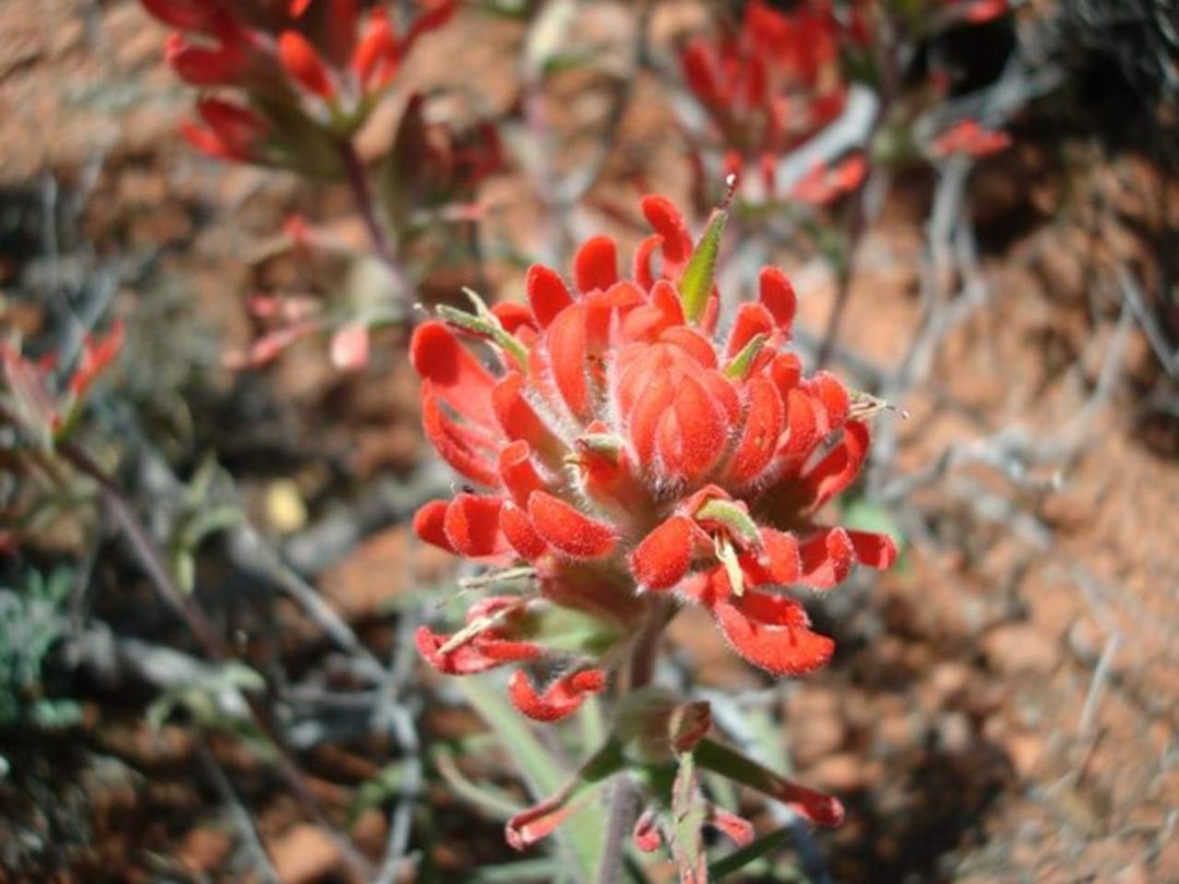 Steven Dasinger's album, Arizona - April/May 2013