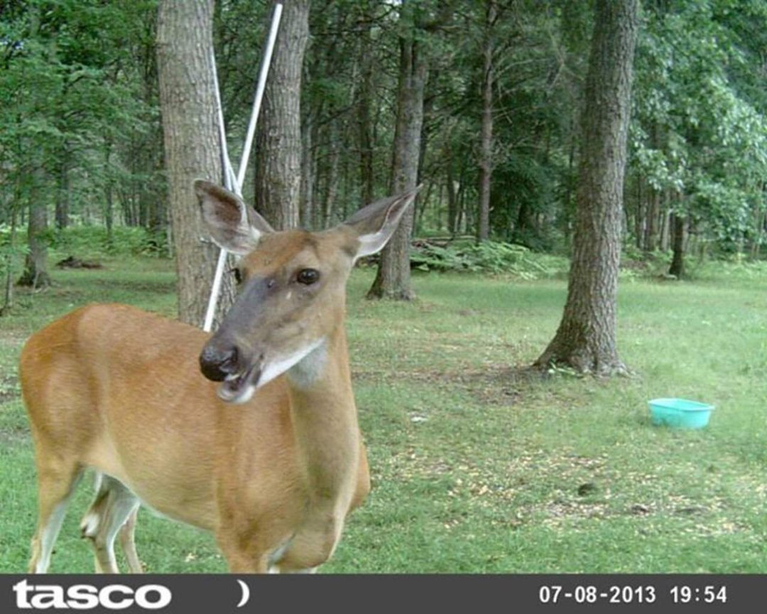 Sandra Jobe's album, wildlife in front yard