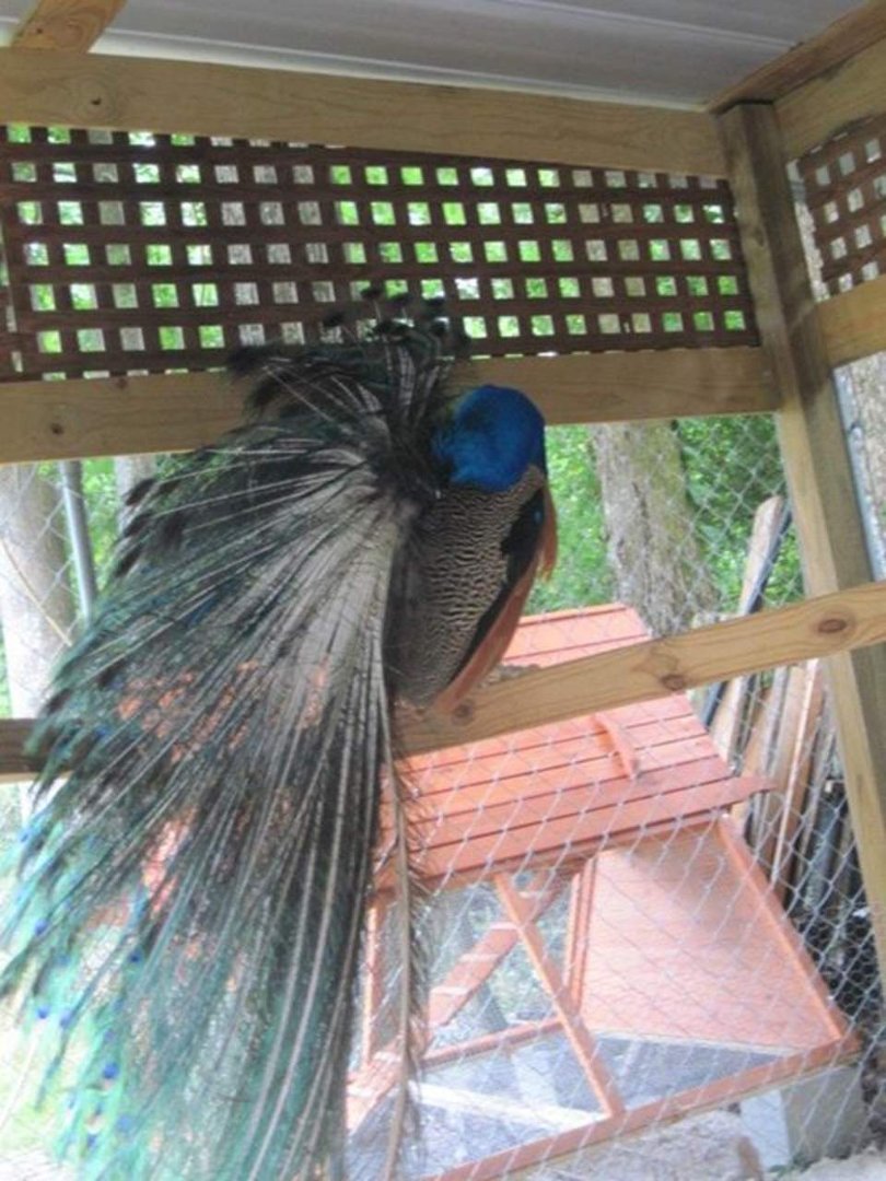 Susan Fischer's album, May 29, 2012