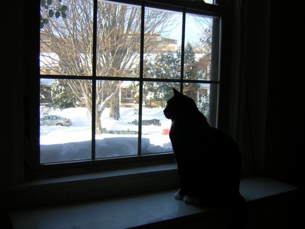 Michael Segle's album, Blizzard Cats