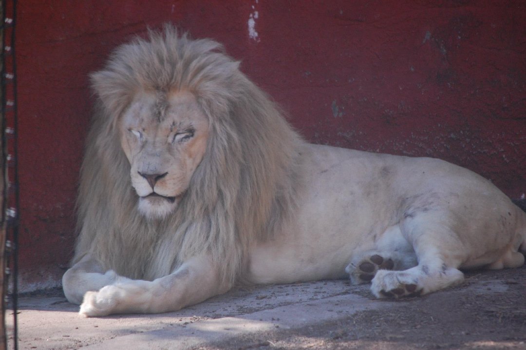 Chris Dix's album, Capron Park Zoo