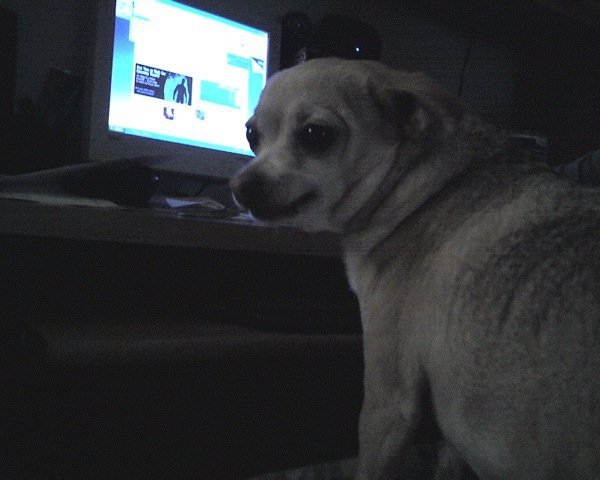 Mike Benson's album, Pebbles (Beware of dog)