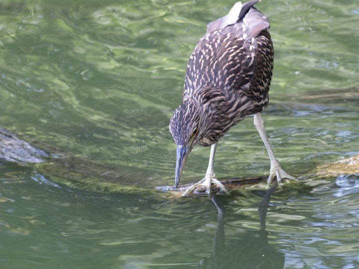 Anthony Carmichael's album, Detroit Zoo