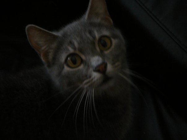Steve Lipp's album, steves photos