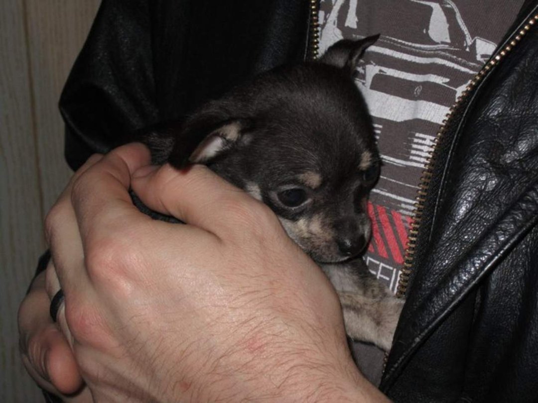 Lyn Knarr's album, Kristyn & Fred: Puppy