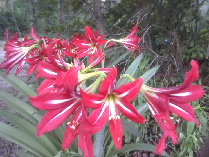 Randy Baker's album, Mobile Uploads