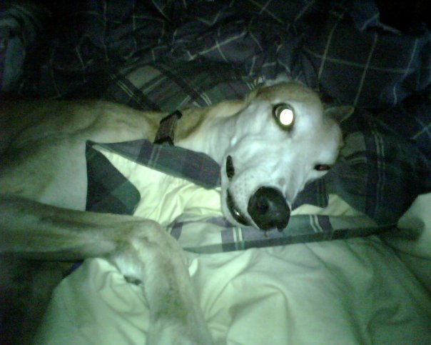 Linda Howell's album, Pups