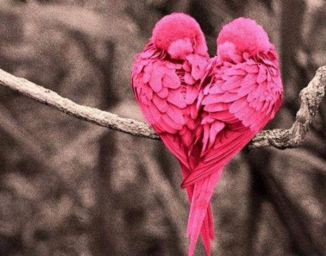Kareen Adley's album, iOS Photos