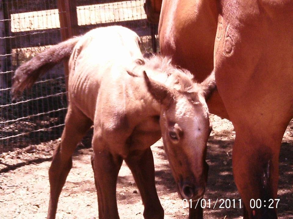 Lisa Phillips' album, Chloe & Milkshake @ 7 hours old