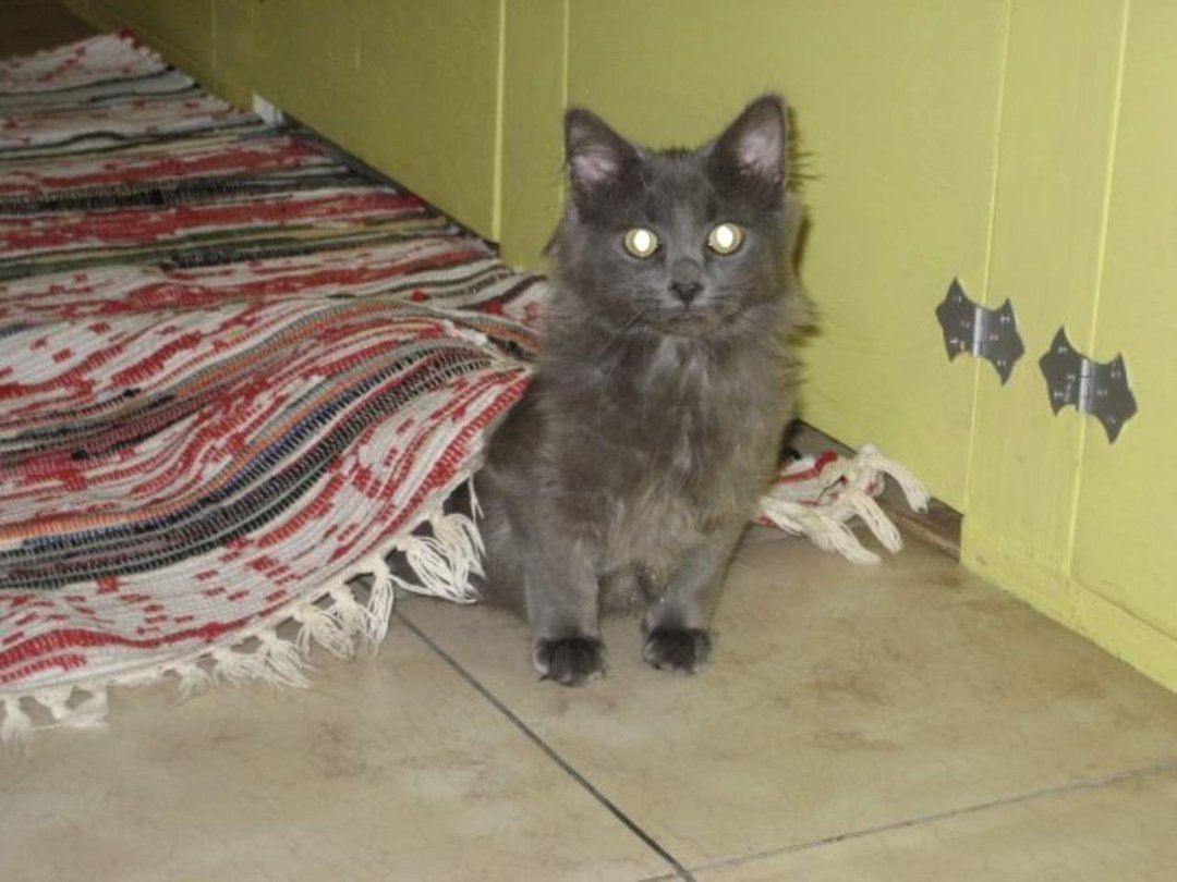 Chris Newell's album, kitties