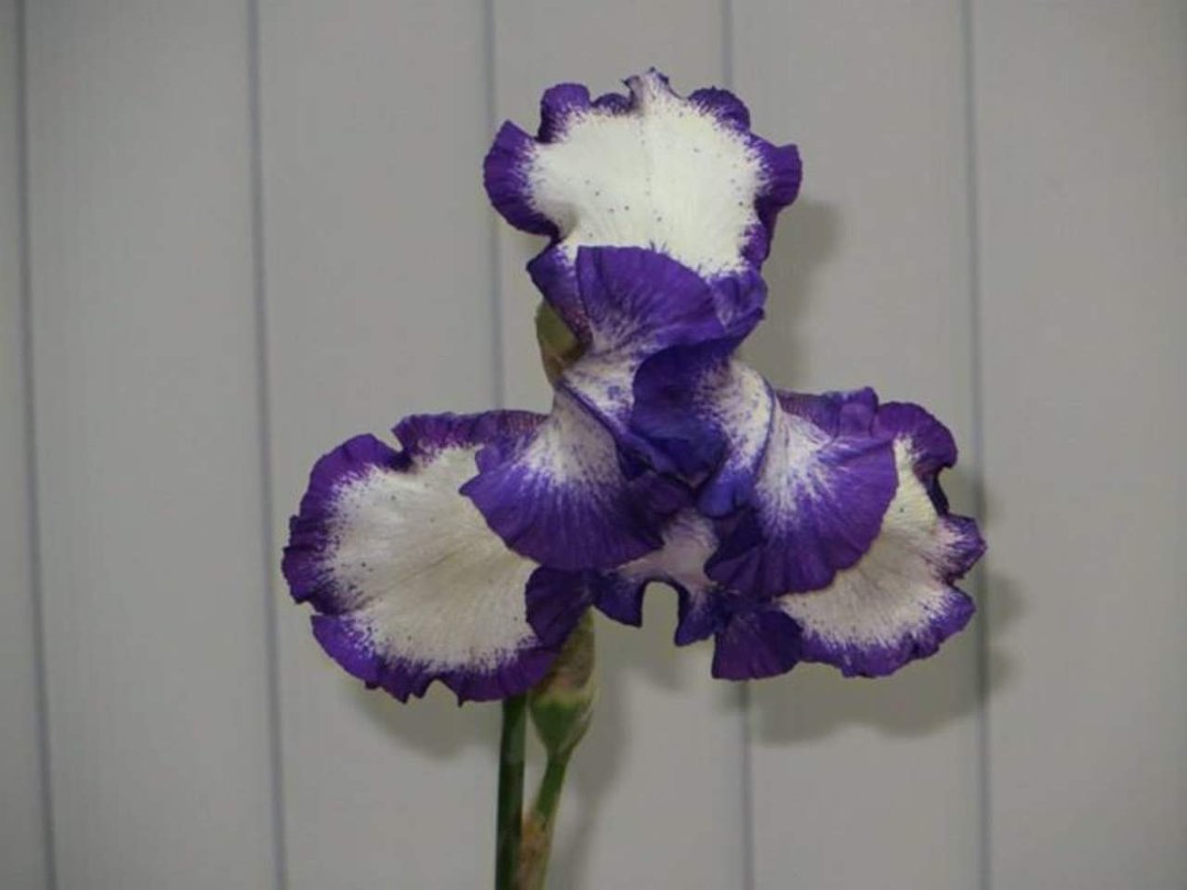 Tom Gard's album, pictures of flowers
