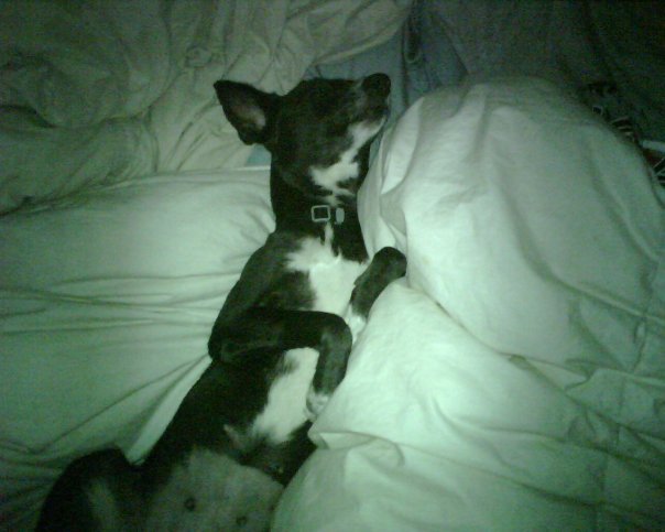 Linda Howell's album, Pups