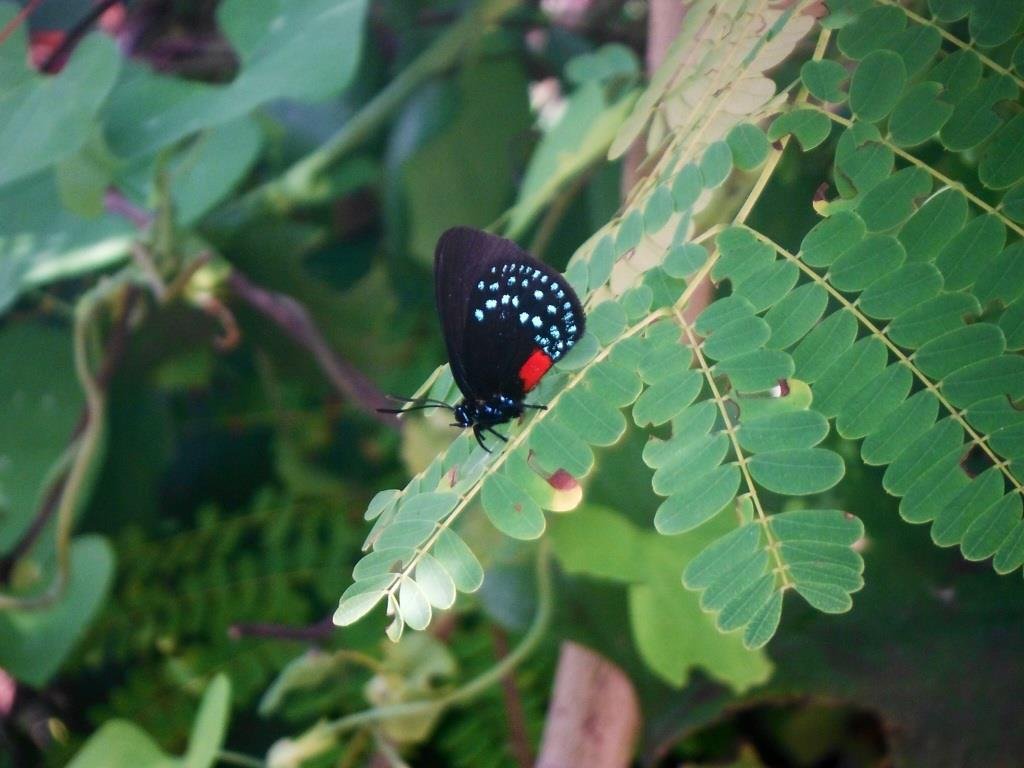 Janet Baldasare's album, iOS Photos
