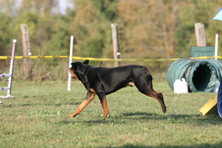 Heather Cotterman's album, In Memory of Woody "Buckeye's Bounding Glory