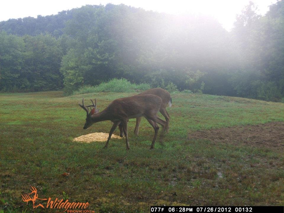 Todd Brouillard's album, Deer Camera
