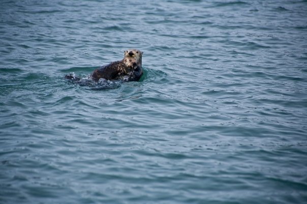 Alan MacKellar's album, First Shots Seen in Alaska: May, 2009