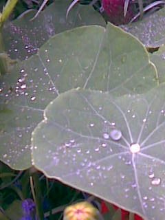 Susan Gibbons 's album, Mobile Uploads
