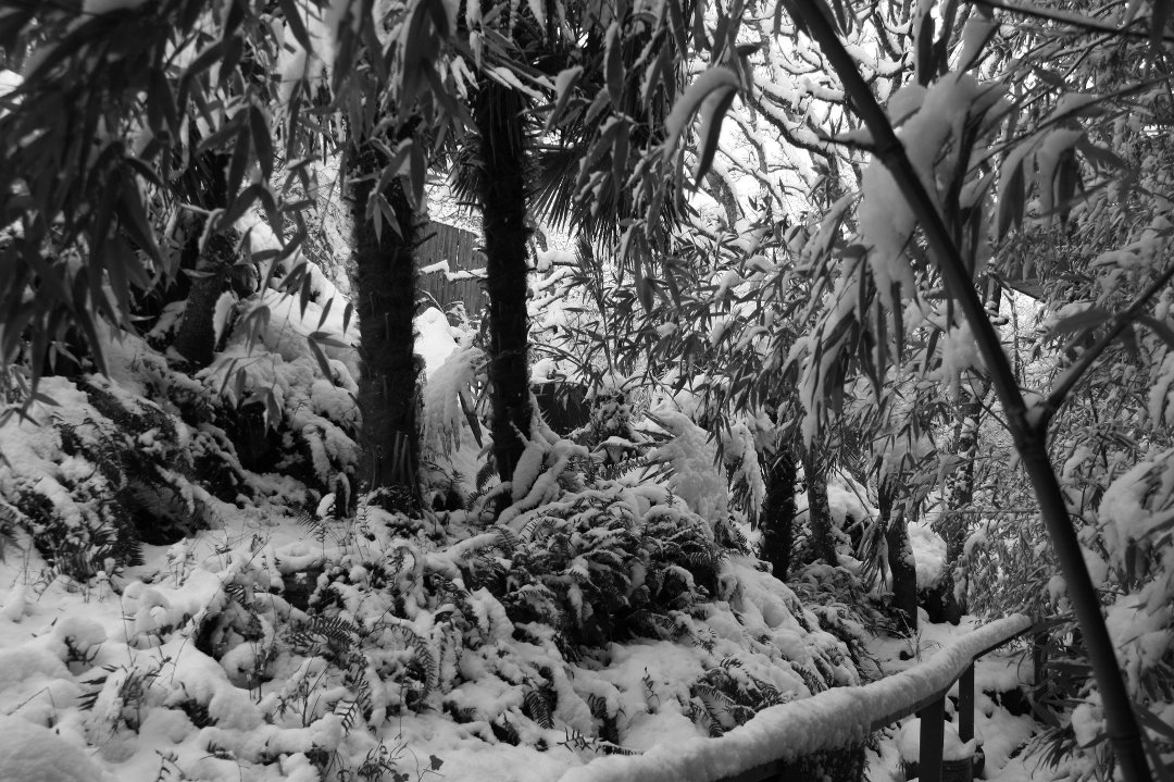 Irene Simons' album, spring in victoria