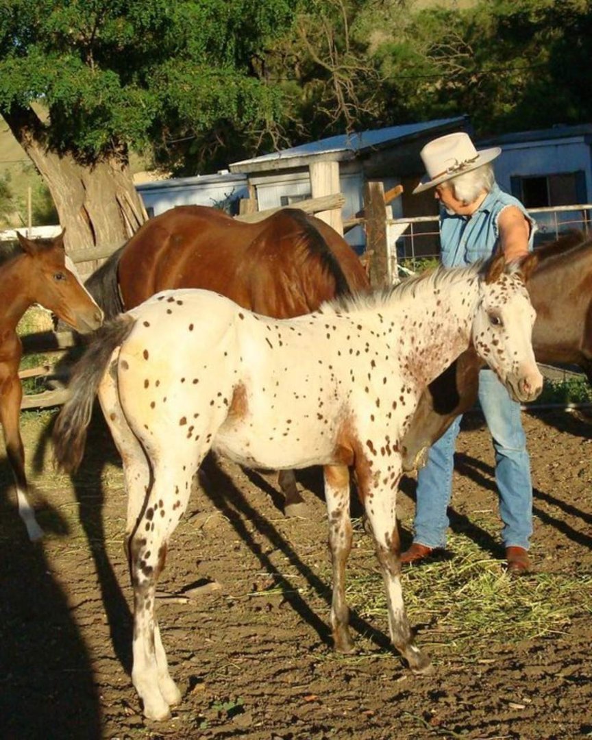 Cindi Herres' album, Life on the Farm