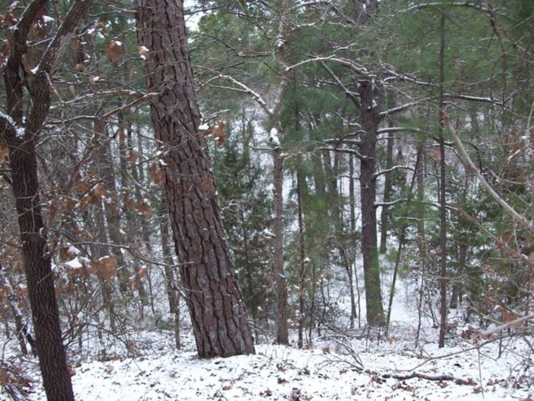 Cydnee White's album, Loblolly Folly