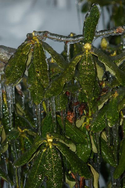 James Wicker's album, Christmas Ice Storm 2009