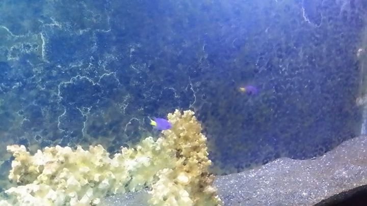 Reginald Rizer's album, Mobile Uploads