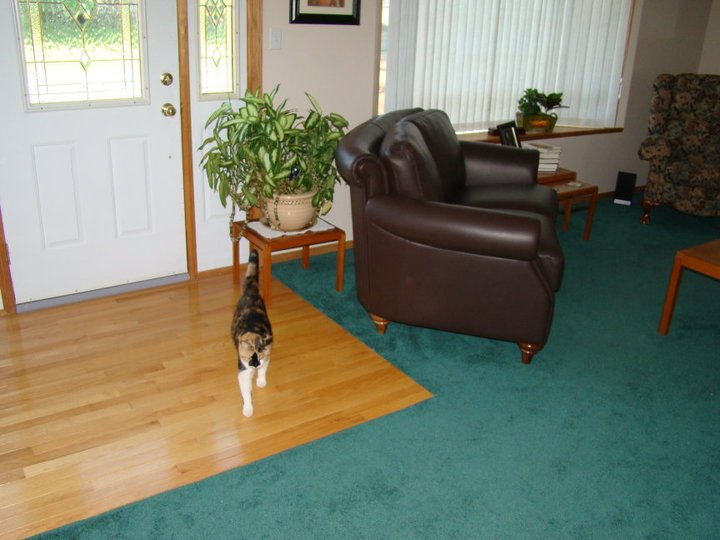 John Mill's album, New Living Room Furniture and Cat