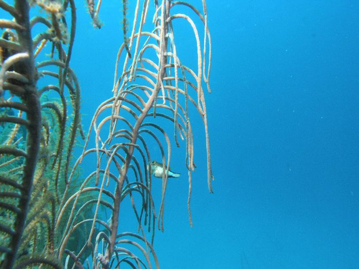 Garry Cardwell's album, Roatan Honduras 6-2010