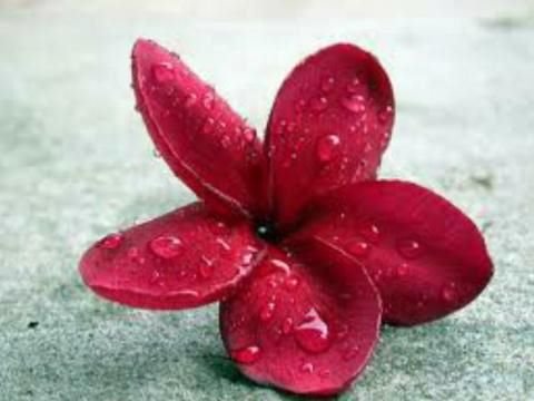 Linda Howell's album, Cover Photos